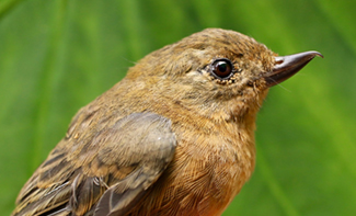 close up of the South American flowerpiercer