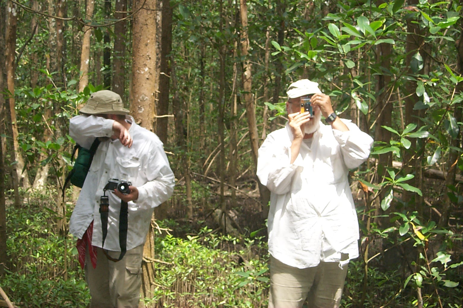 two men taking photos in a mangrove forest