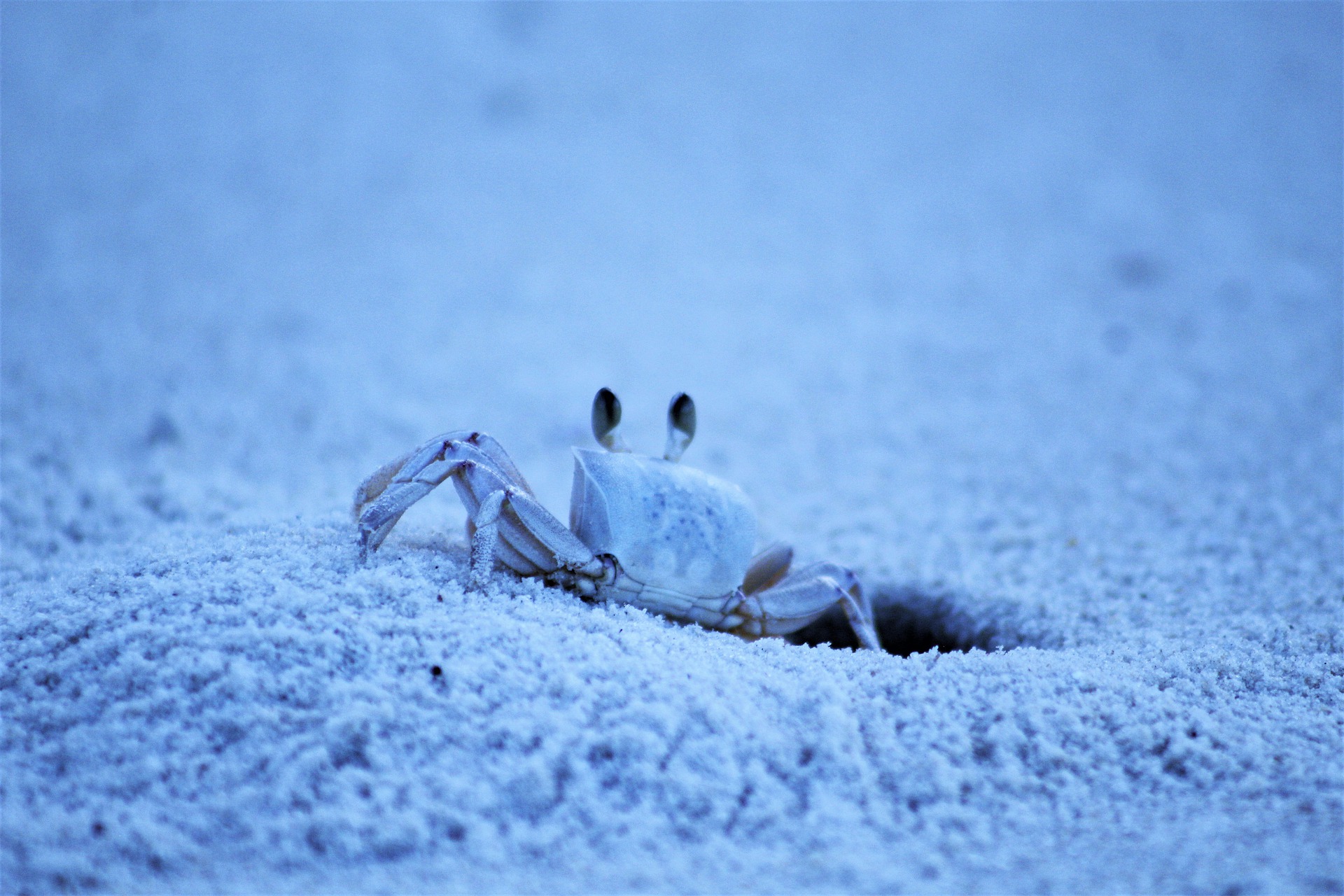 a white crab underwater
