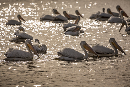 Photo of white pelicans swimming in the LSU campus lake.