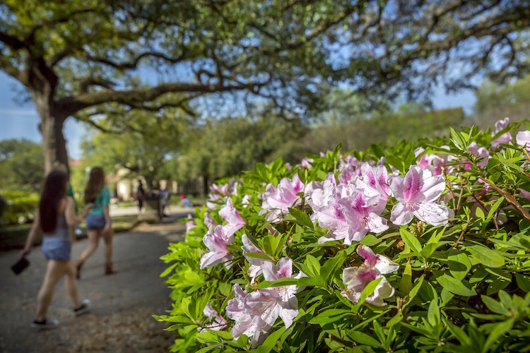 azaleas blooming in the Quad