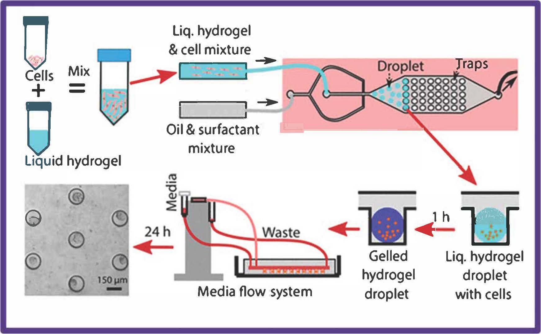 Graphic of 3D cancer cell culturing sysem