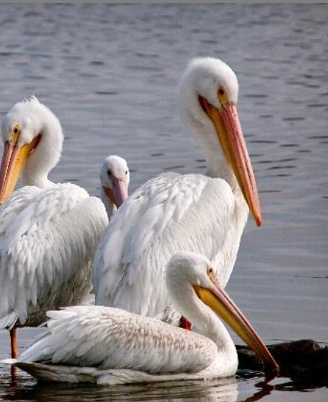 Pelicans roosting in a LA water body