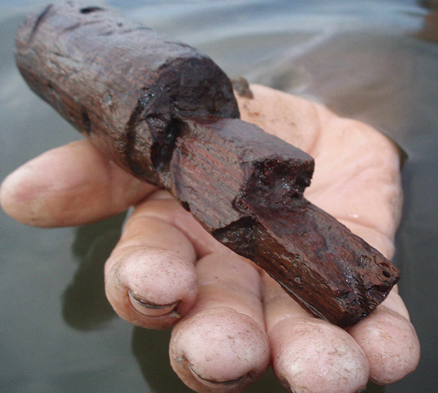 Photo of the jadeite tool's rosewood handle recovered underwater.