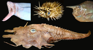 multiple species of fish
