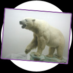 photo: polar bear
