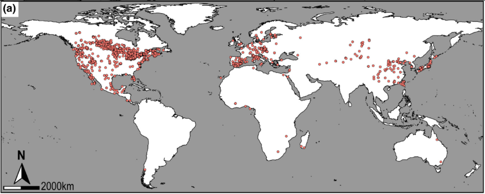 Map of the reported global distribution of the invasive Phragmites australis ssp. australis.