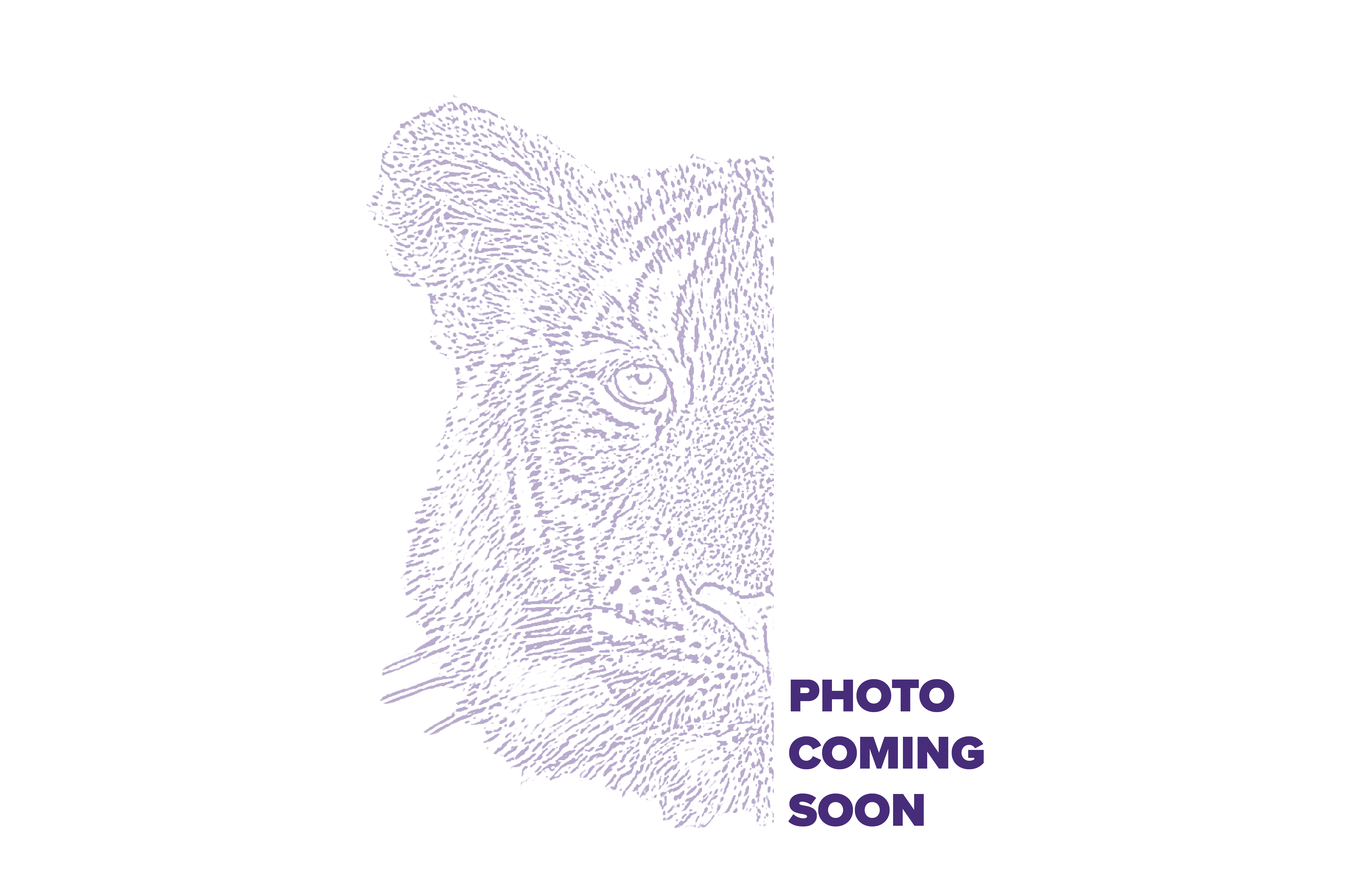 sketch of Mike the Tiger with text photo coming soon