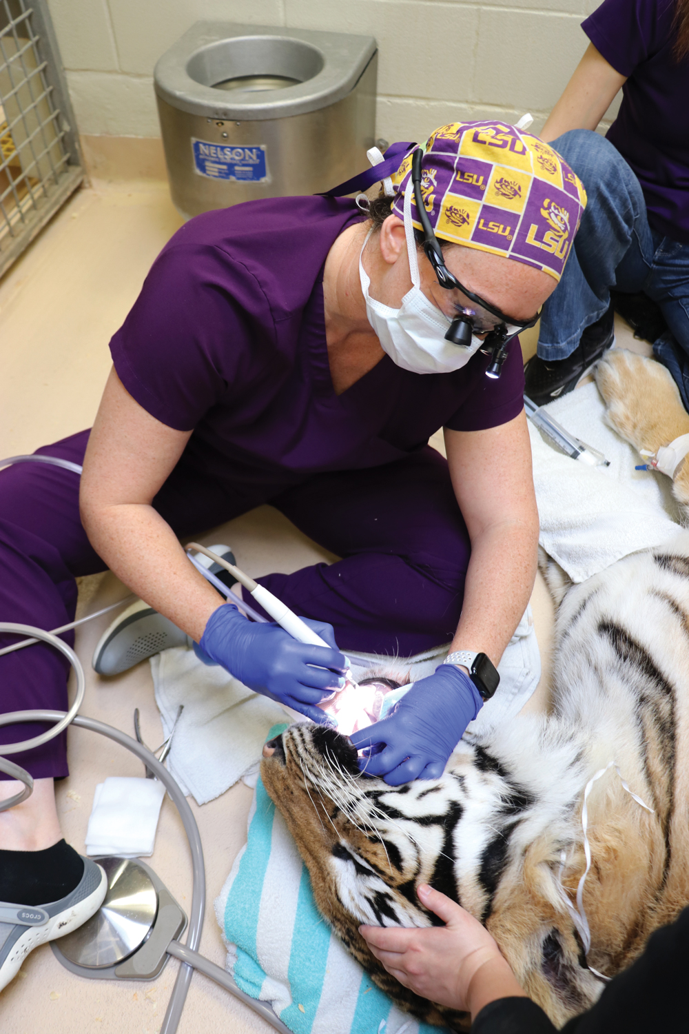 Dr. Blazevich cleaning Mike the Tiger's teeth