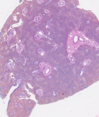 canine liver histology slide
