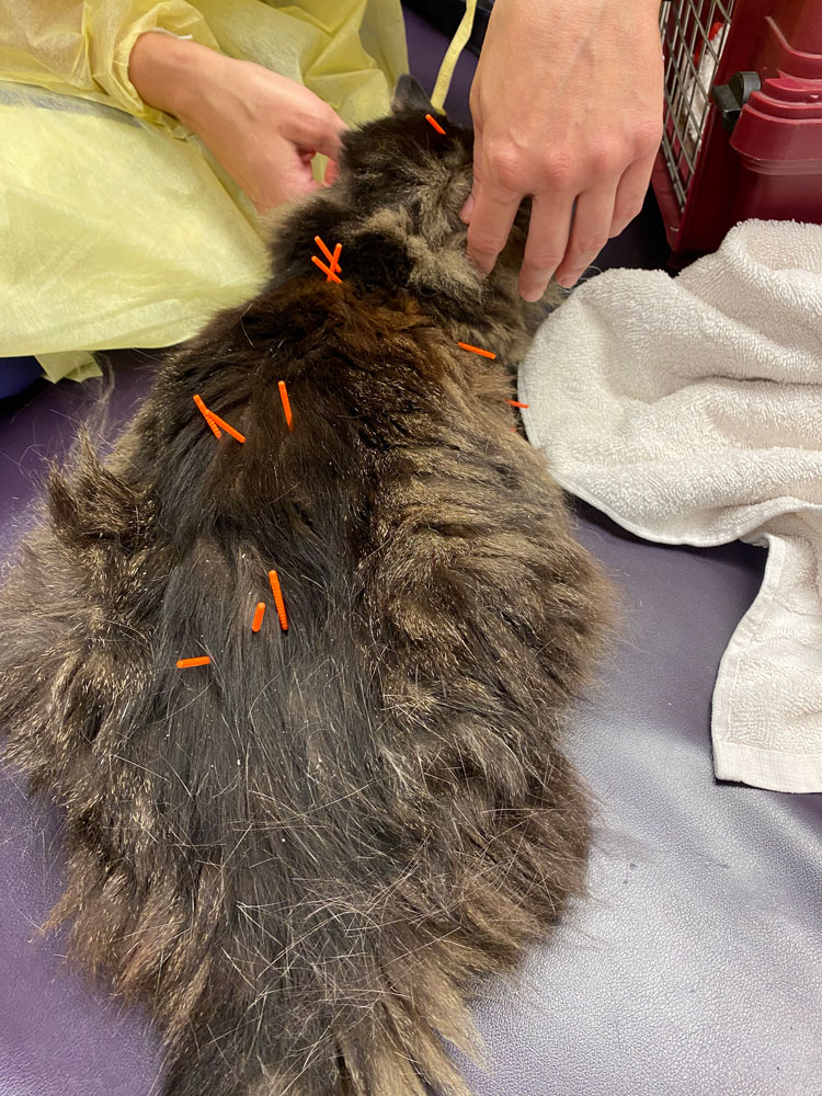 Kirbi the cat getting acupuncture