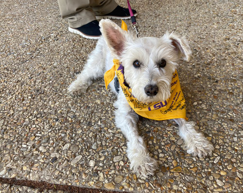 Sophie at LSU