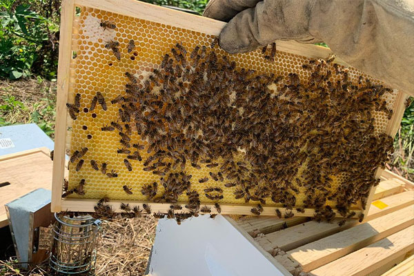 bee hive frame
