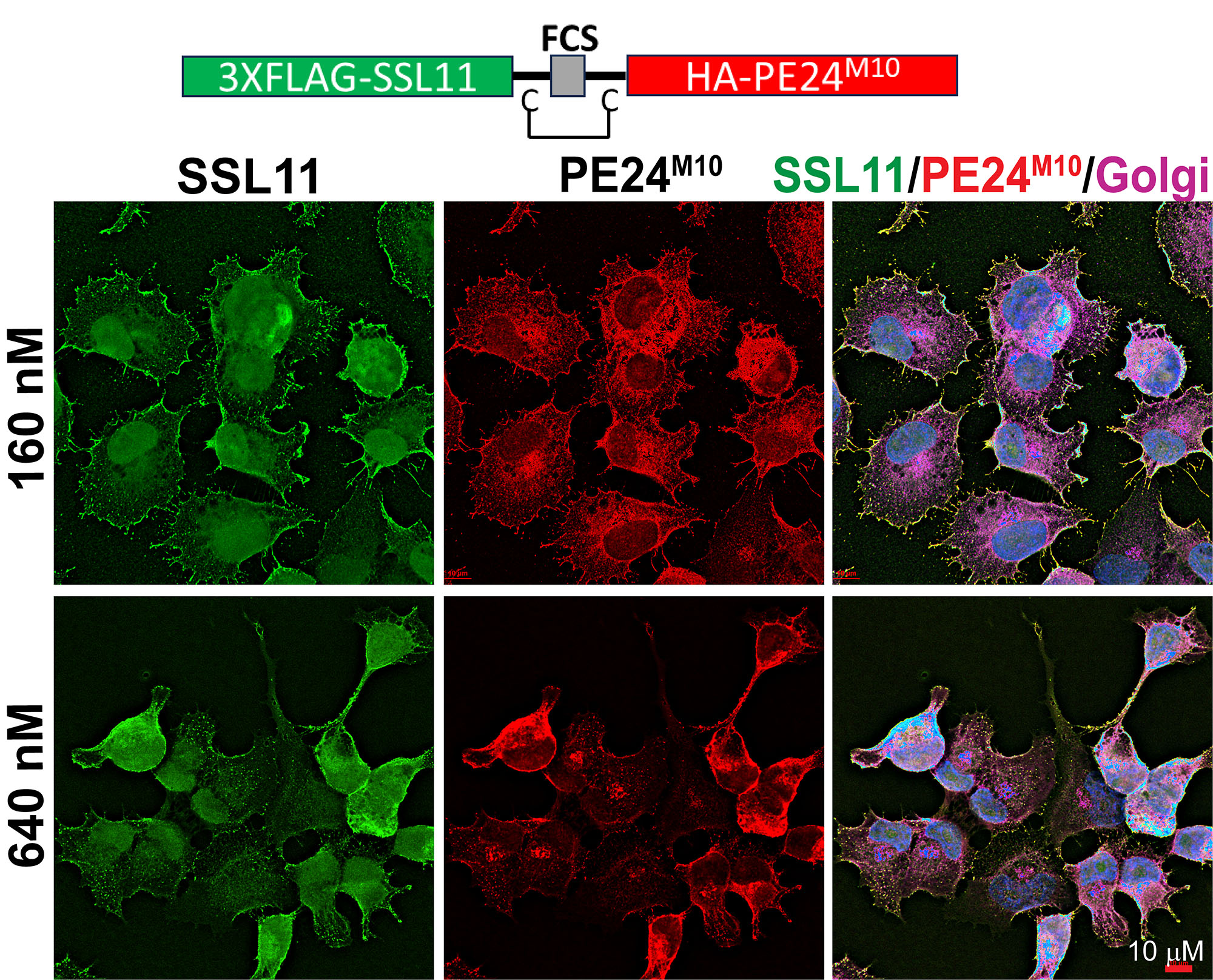 Series of photos showing treated cells beginning to round up, suggesting that it started to induce cell death