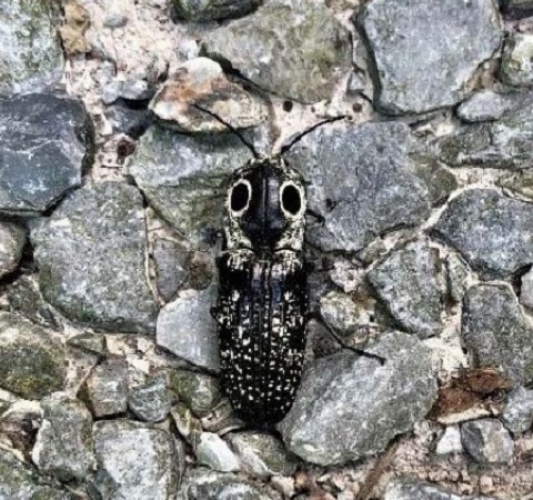 click beetle