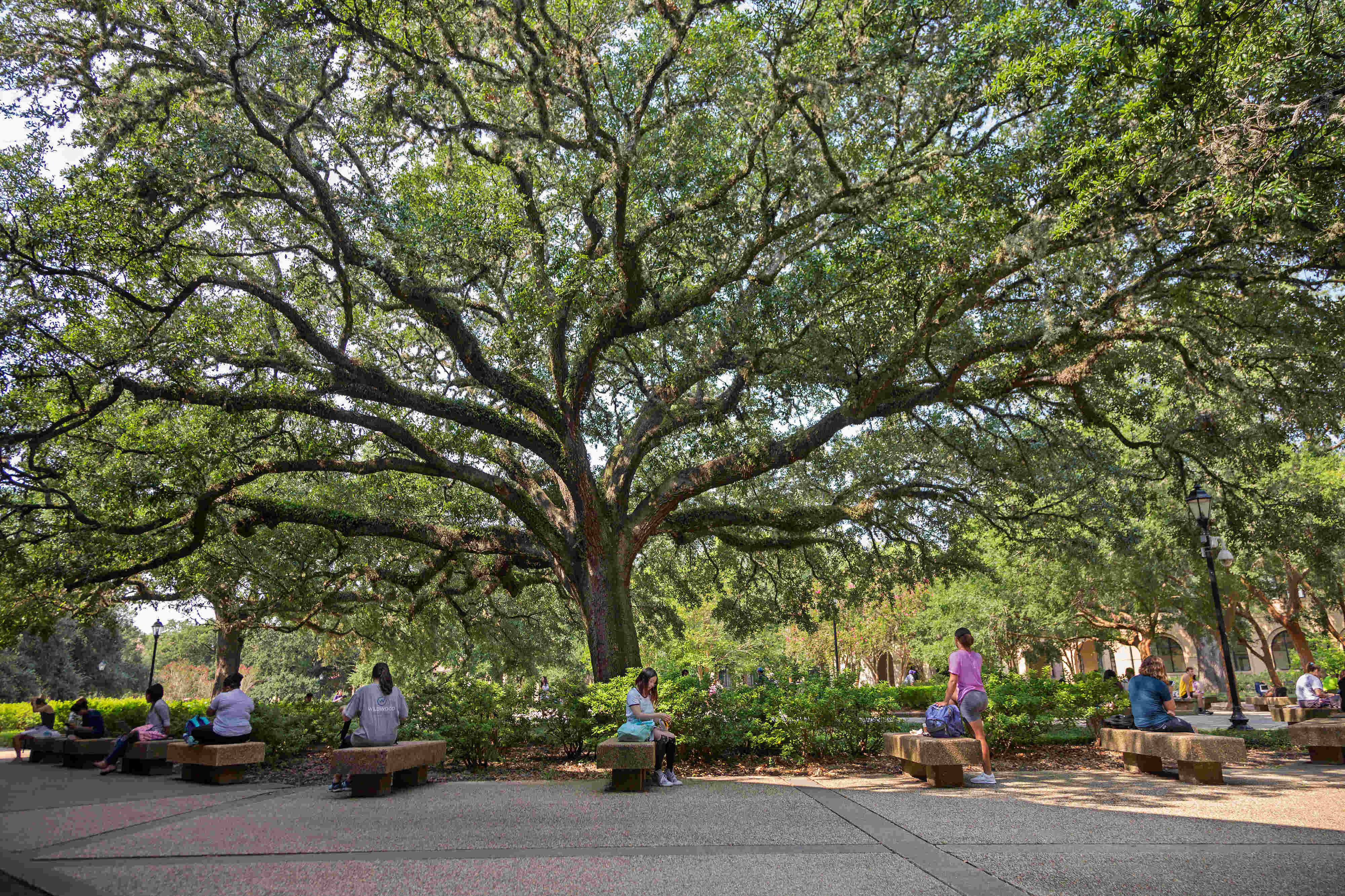 students under oak trees in the quad