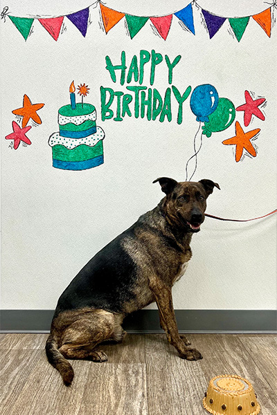 dark brown dog underneath a Happy Birthday sign